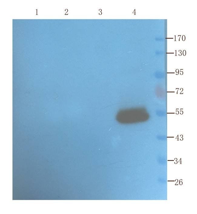 SLC22A8 antibody