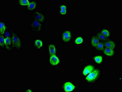 SLC22A9 Antibody