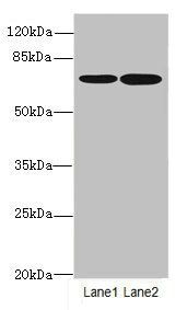 SLC23A2 antibody