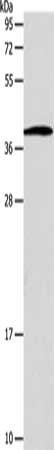 SLC25A11 antibody