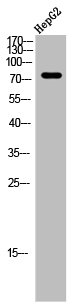 SLC25A12 antibody