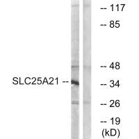 SLC25A21 antibody