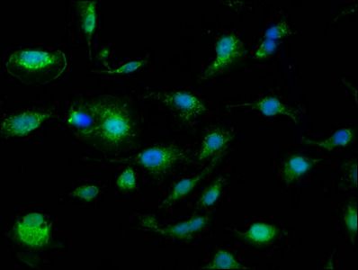 SLC25A24 Antibody