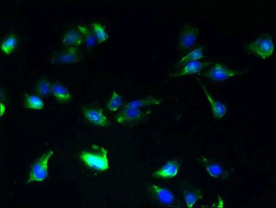 SLC25A25 Antibody