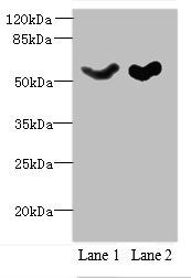 SLC25A25 Antibody