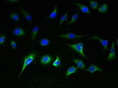 SLC25A36 antibody