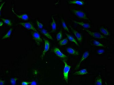 SLC25A46 Antibody
