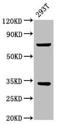 SLC25A5 Antibody