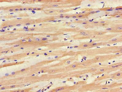 SLC25A6 Antibody