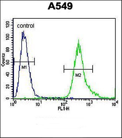 SLC25A6 antibody