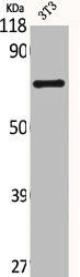 SLC28A2 Antibody