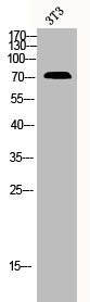 SLC28A2 Antibody