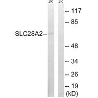 SLC28A2 antibody