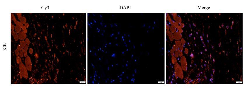 Slc28a3 antibody