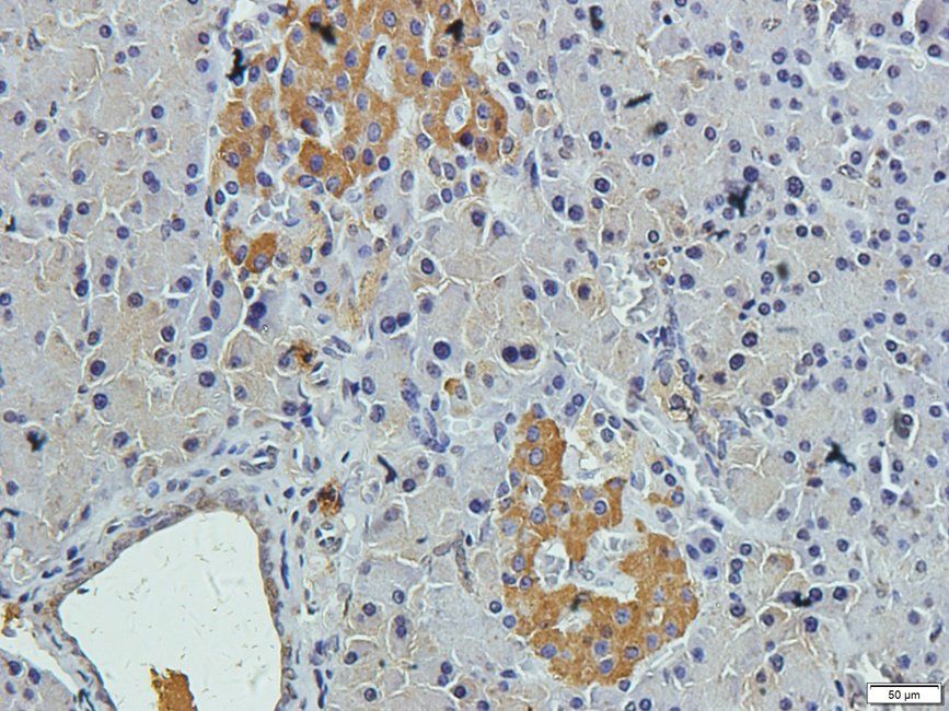 Slc28a3 antibody