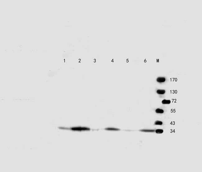 Slc28a3 antibody