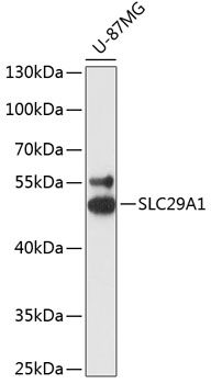 SLC29A1 antibody