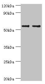 SLC2A1 Antibody
