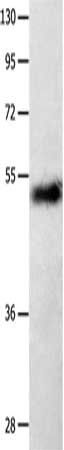SLC2A1 Antibody