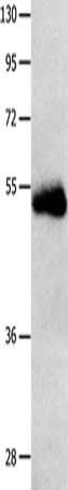 SLC2A1 Antibody