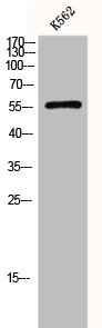 SLC2A1 Antibody