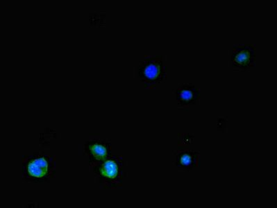 SLC2A3 Antibody