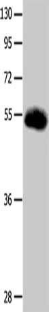SLC2A3 Antibody