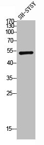 SLC2A3 Antibody