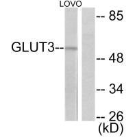 SLC2A3 Antibody