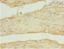 SLC2A4 Antibody