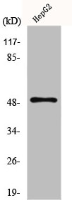SLC2A4 Antibody