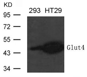 SLC2A4 Antibody