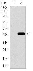 SLC2A4 Antibody