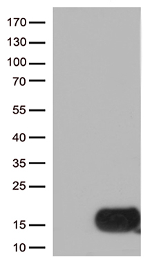 SLC2A4RG Antibody