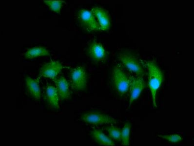 SLC2A4RG Antibody