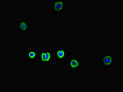 SLC30A10 Antibody