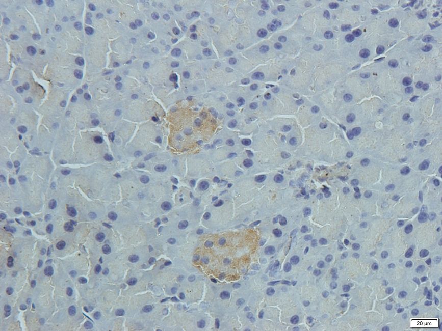 SLC30A2 antibody
