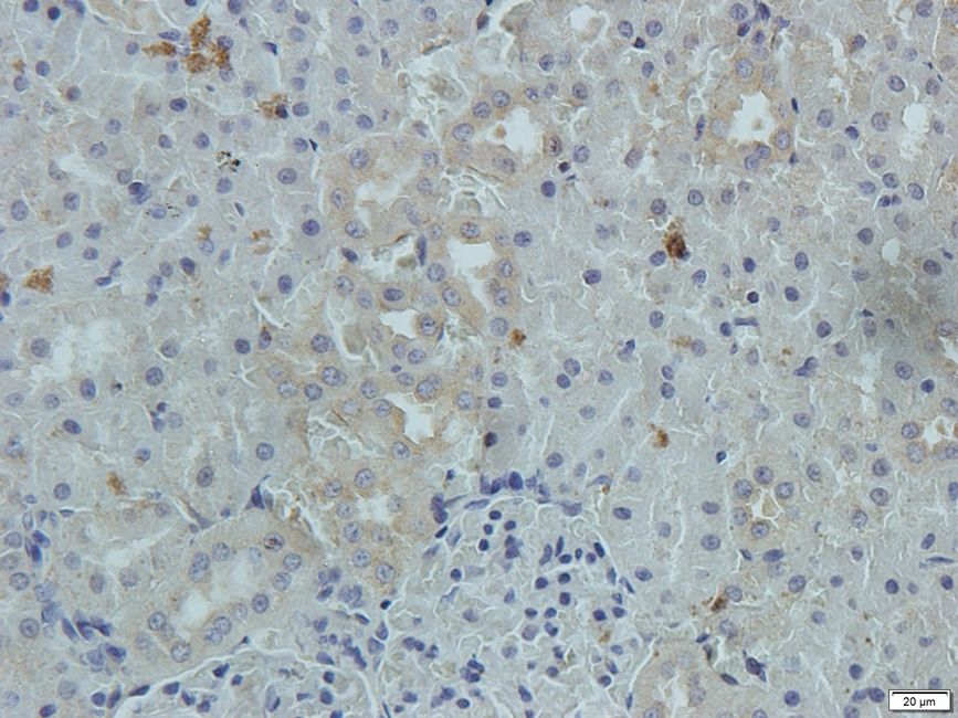 SLC30A2 antibody