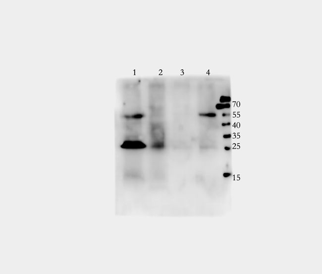 SLC30A2 antibody