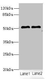SLC30A6 Antibody
