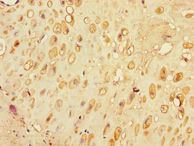SLC30A7 Antibody