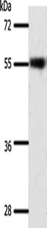 SLC32A1 Antibody