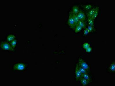 SLC32A1 Antibody