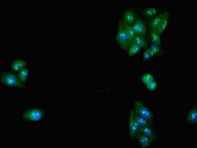 SLC32A1 antibody