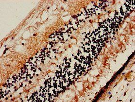 SLC32A1 antibody