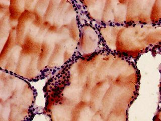 SLC33A1 antibody