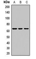 SLC34A1 antibody