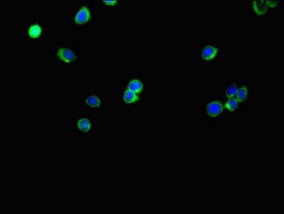 SLC35A2 antibody