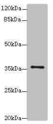 SLC35B1 antibody