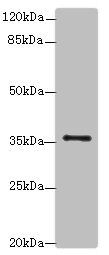 SLC35B1 Antibody